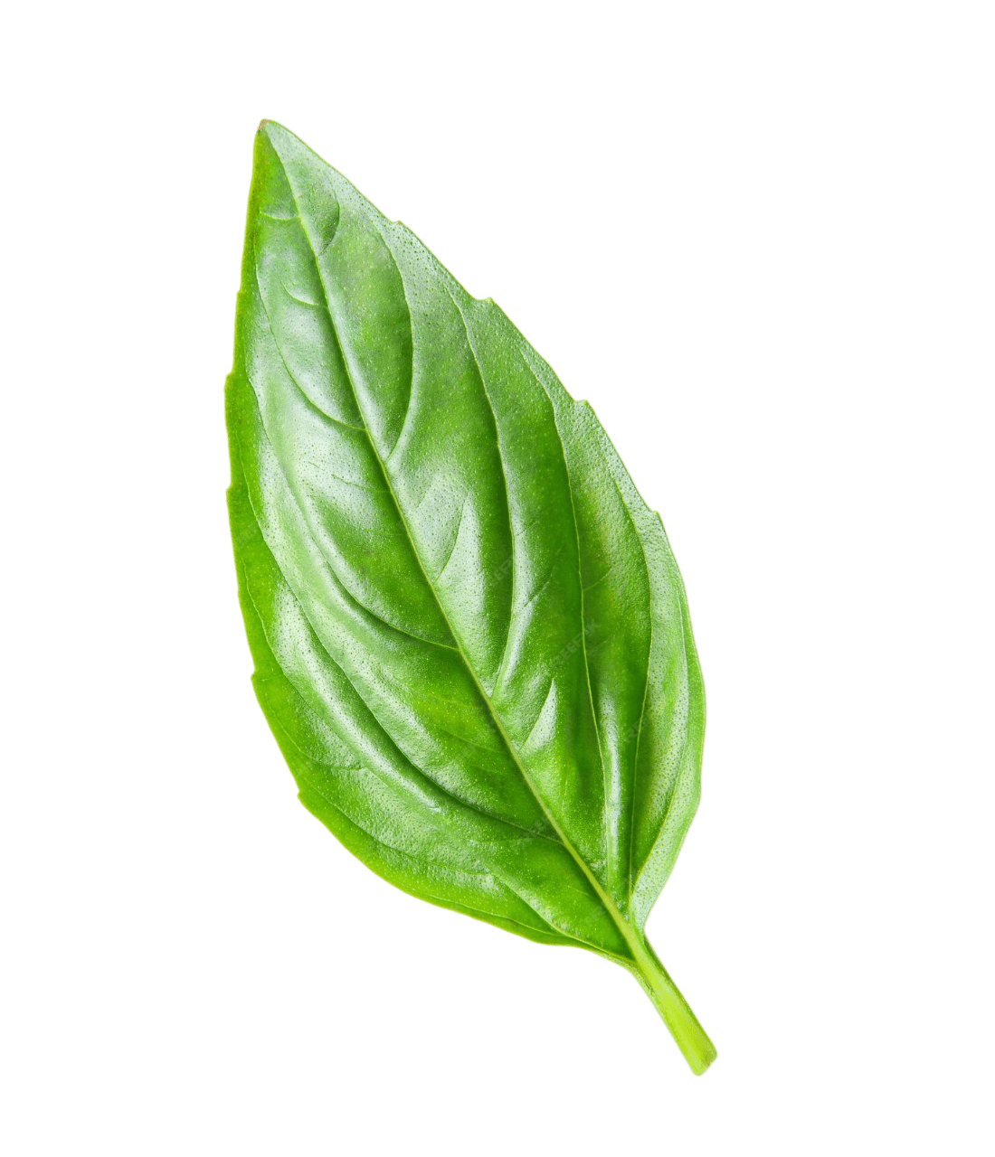 Basil leaf