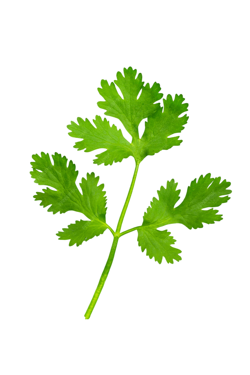 Coriander