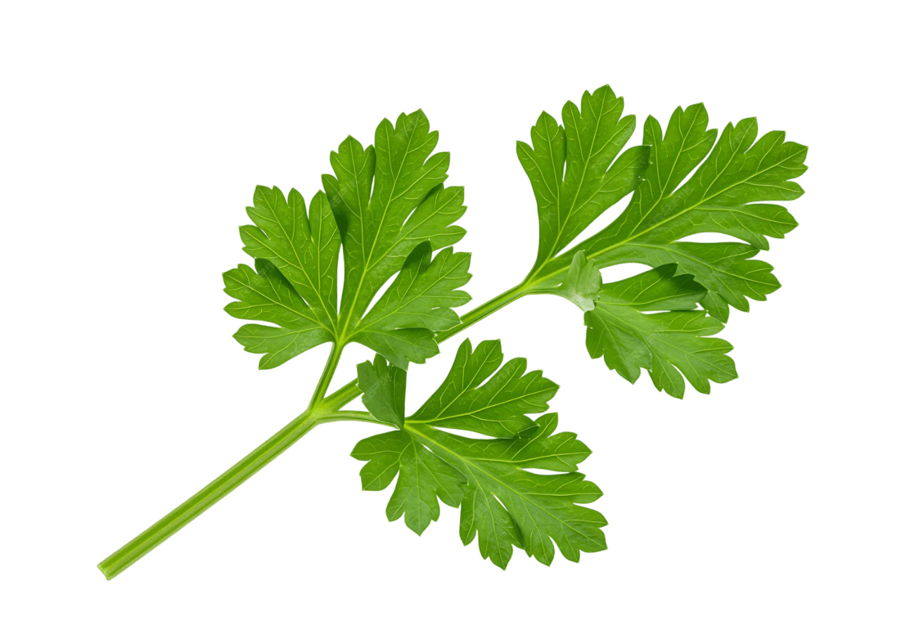 Coriander