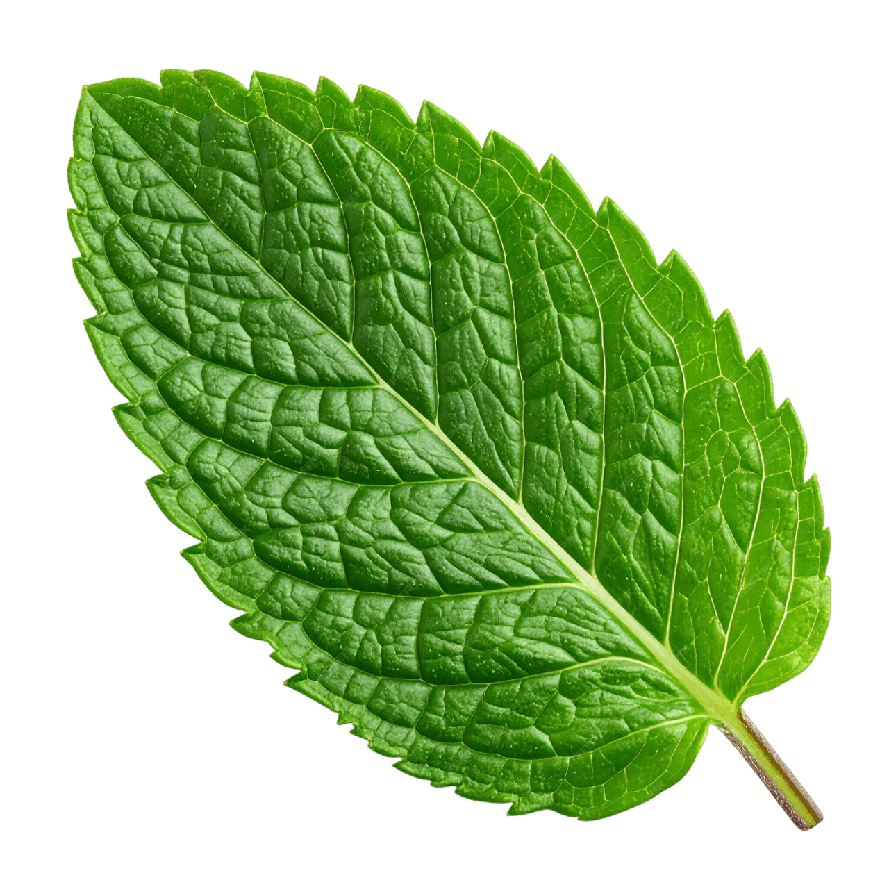 Mint leaf