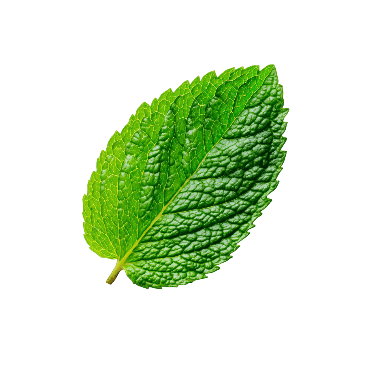 Mint leaf