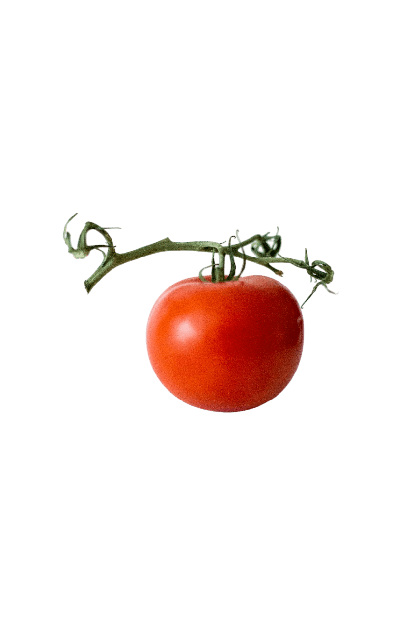Tomato