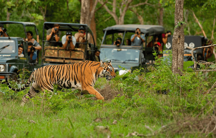 Wildlife Safari